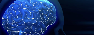 human brain